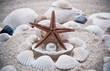sea pearl in shells on sand . The exotic sea shell