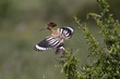 Upupa,hoopoe,Upupa epops