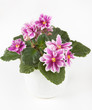 Flowers uzambarskoy violet closeup
