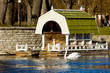 Swan on nest in Tallinn