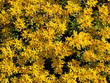 Fetthenne - Sedum