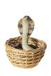 Rubber Cobra in Basket