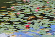 スイレン　Nymphaea