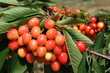 Cerises industrielles Cerises industrielles