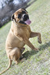 bullmastiff