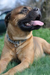 bullmastiff