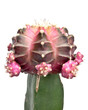 beautiful pink cactus on white background isolated