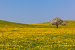 Löwenzahnblüte in Oberschwaben