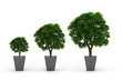 Growing plant concept