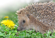 hedgehog
