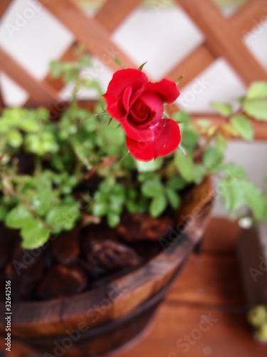 Photo: ベランダの薔薇 ベランダの薔薇