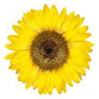 sonnenblume