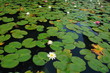 スイレン　Water Lily