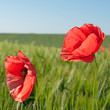 Klatschmohn - Papaver rhoeas