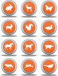 boutons animaux