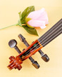 Pink Rose and Violin Pink Rose and Violin