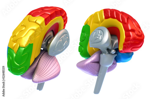 Illustration: Brain lobes and cerebellum, isolated on white Brain lobes and cerebellum, isolated on white