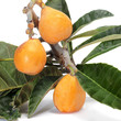 loquats