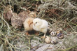 turkey chicks