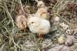 turkey chicks