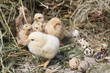 turkey chicks
