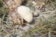 turkey chicks