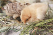 turkey chicks