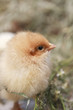 turkey chicks