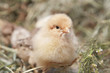 turkey chicks