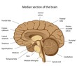 Human brain anatomy, eps8