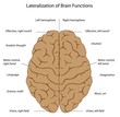 Functions of the brain, eps8