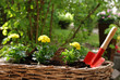 BalkonBlumen