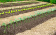 Vegetable garden