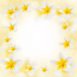 Fleurs de frangipanier, fond blanc