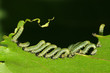 groups of insects eating leaves