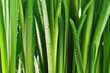 Droplets on green leaves