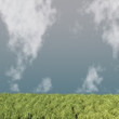 nuage et herbe