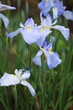花菖蒲 水の光 (堀切菖蒲園)