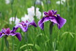 花菖蒲 春の海 (堀切菖蒲園)