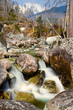 dead dry forest - bark beetle calamity dead dry forest - bark beetle calamity