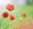 Foto: wild poppies wild poppies