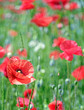 Foto: wild poppies wild poppies