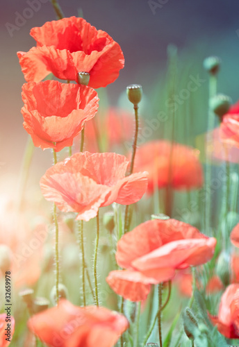 Foto: wild poppies wild poppies