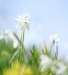 Foto: wild narcissus wild narcissus