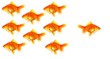 individual goldfish