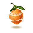 Citrus Multifruit. Illustration.