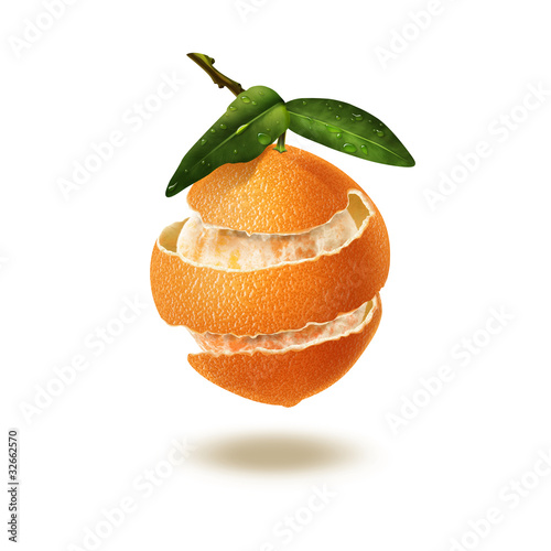 Photo: Citrus Multifruit. Illustration. Citrus Multifruit. Illustration.
