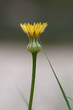 Flor diente de leon en primavera