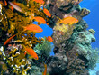 Shoal of anhthias fish on the coral reef