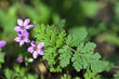 Foto: Schierlingsreiherschnabel Schierlingsreiherschnabel